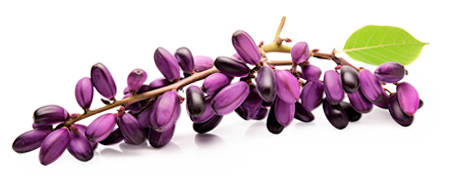 Ingriedients Whispeara